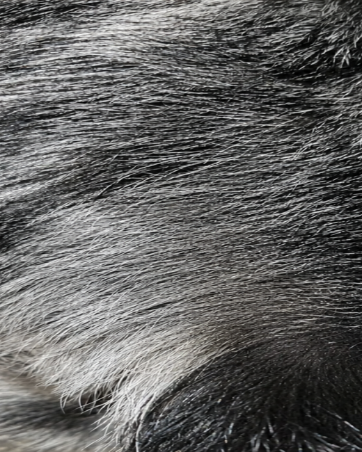 Dog after 90 days of QuietPaw
