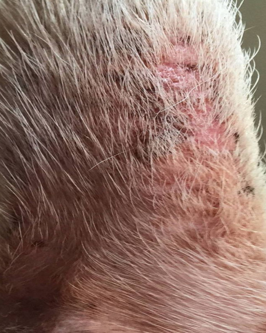 Dog skin before QuietPaw